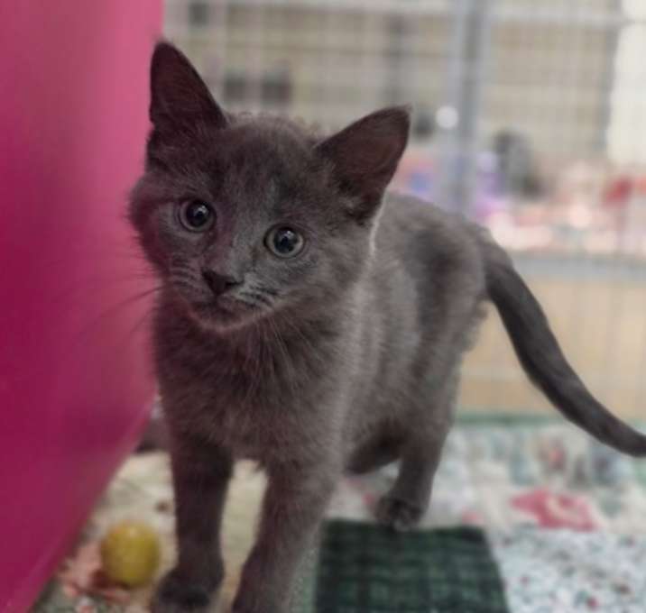 Photo of Kettle Corn