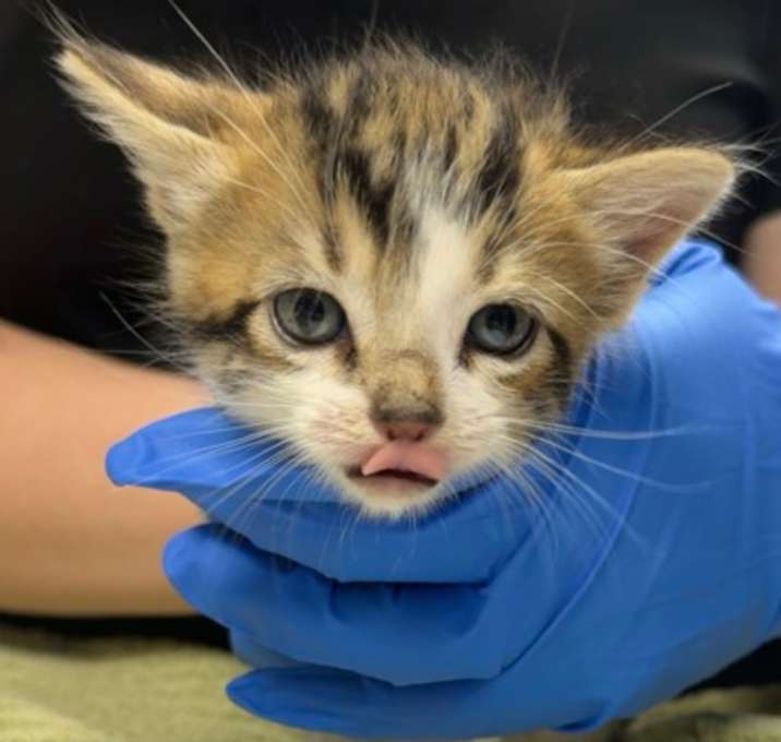 Photo of Baby Rosalina