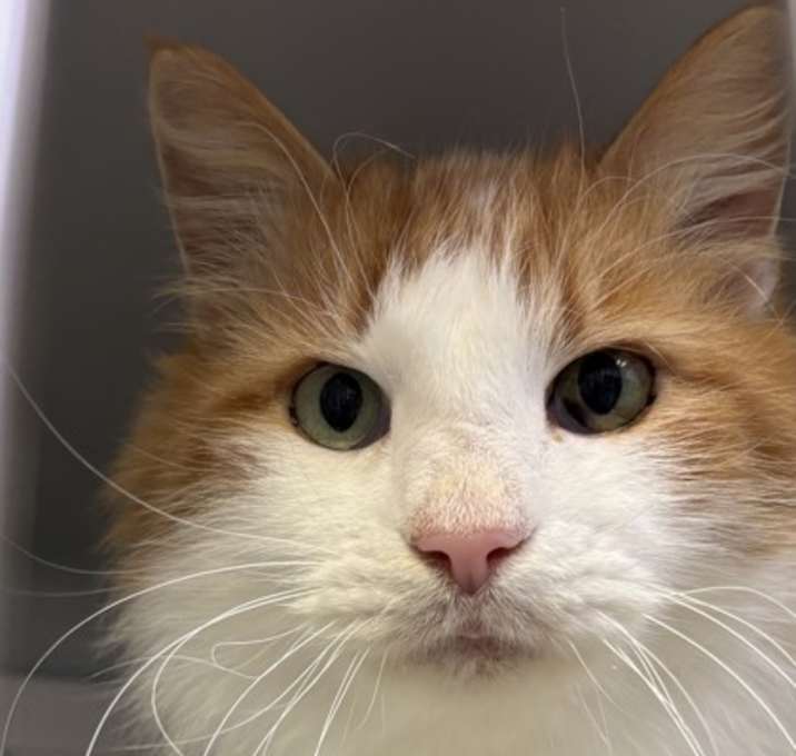 Photo of Partridge 1831-25