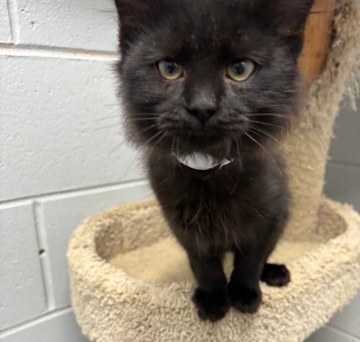 Photo of Butterscotch