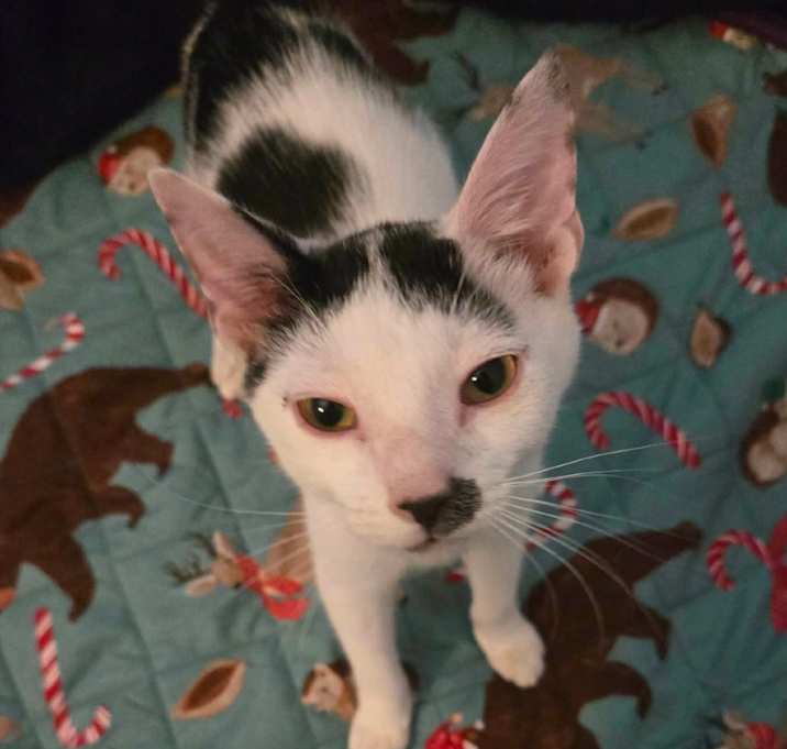 Photo of Chaplin Jo-AR