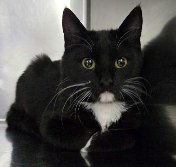 Photo of Cookie Monster