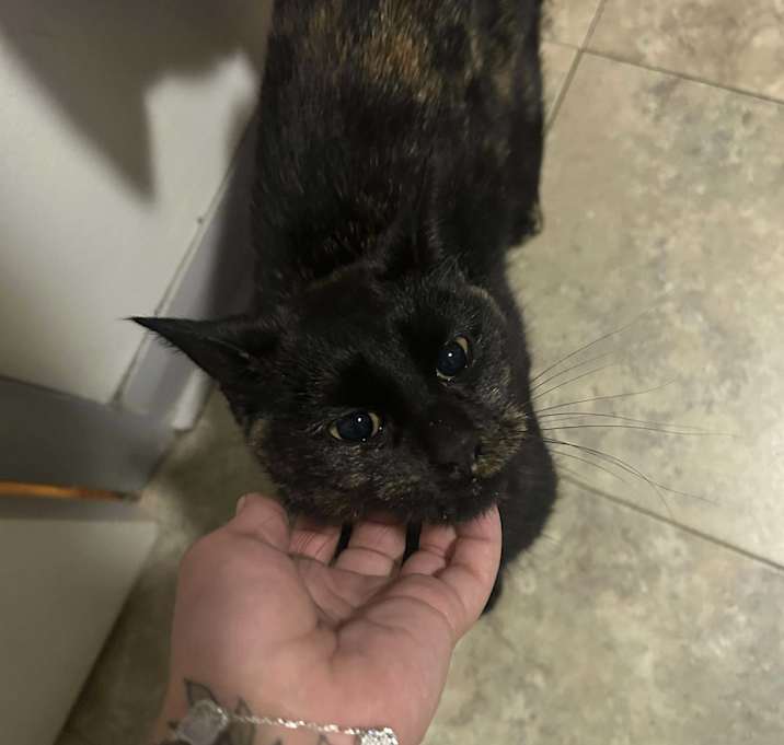 Photo of Miss Sprinkles