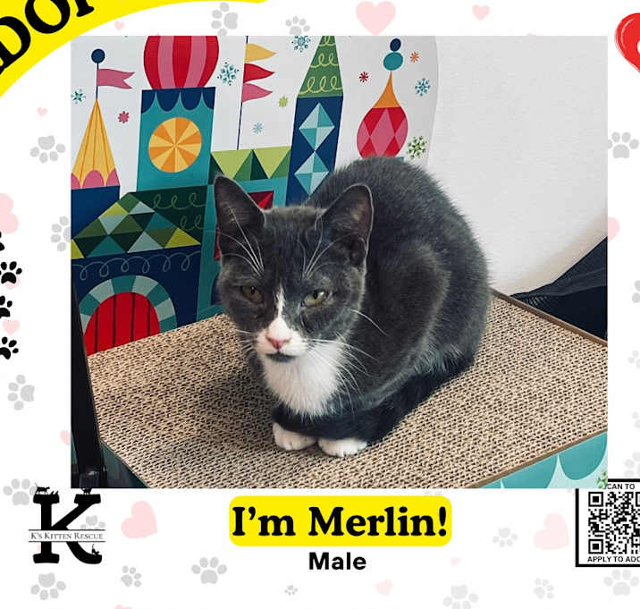 Photo of Merlin