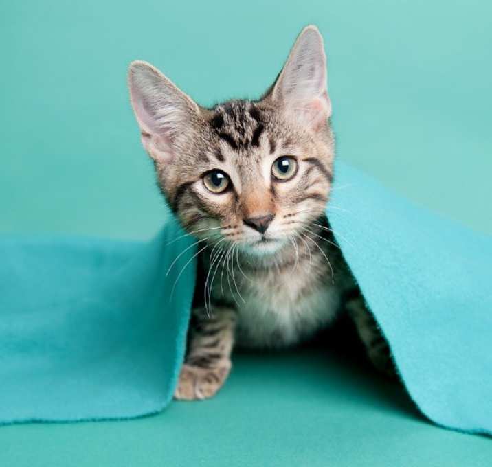 Photo of Snickers (SDA)