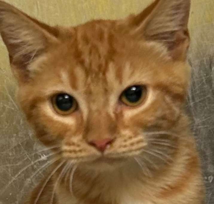 Photo of Michael Meowers