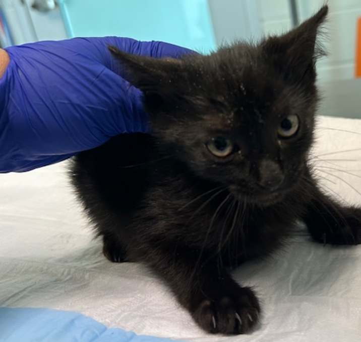 Photo of CHOCOLATE CHIP