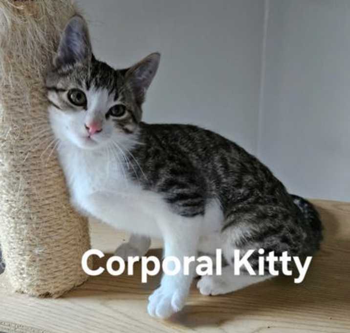 Photo of Corporal