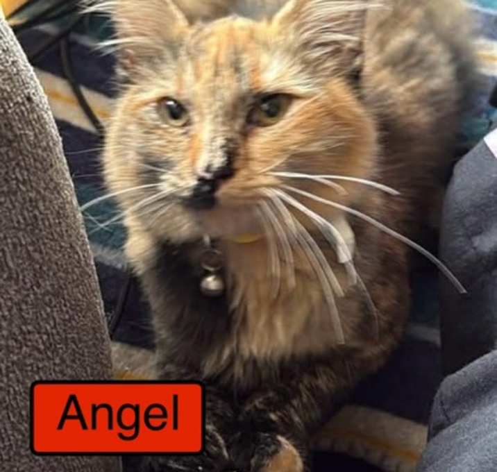 Photo of Angel