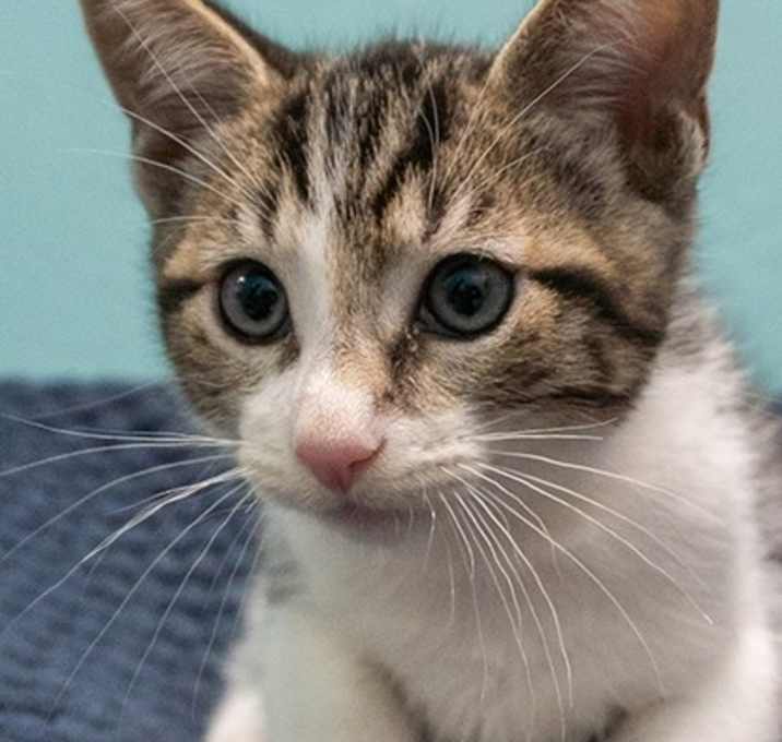 Photo of Leo The Great