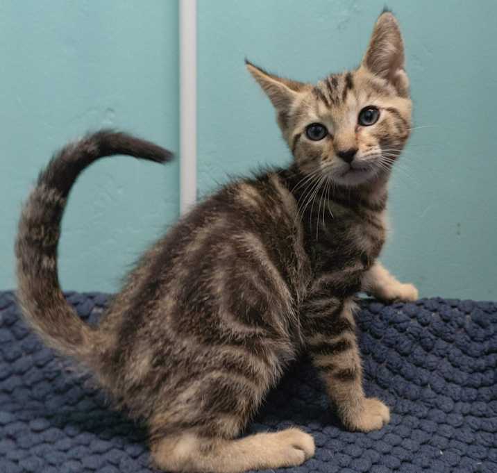 Photo of Lieutenant Peanut Butter