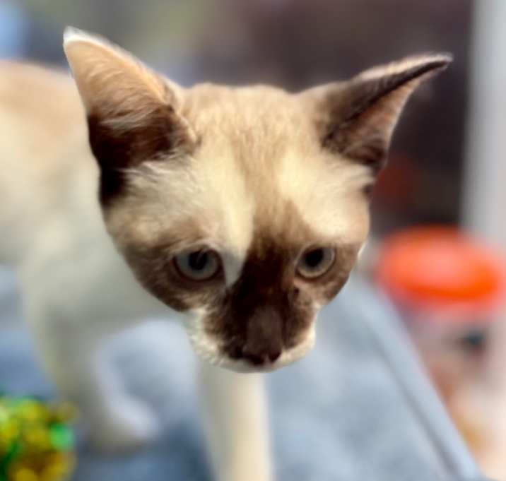 Photo of Aria (Yuri)