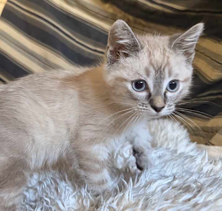 Photo of Pre-Adoption Snowy