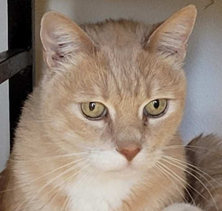 Photo of Tabby-licious