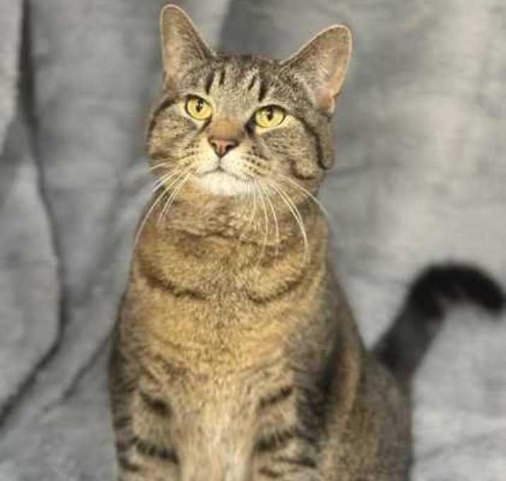 Photo of Gingerbread