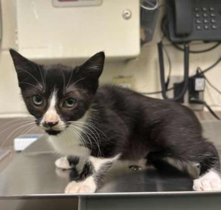 Photo of Roo (black chin)