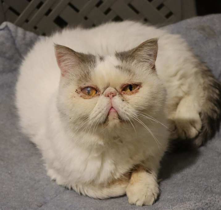 Photo of Rocky Balboa