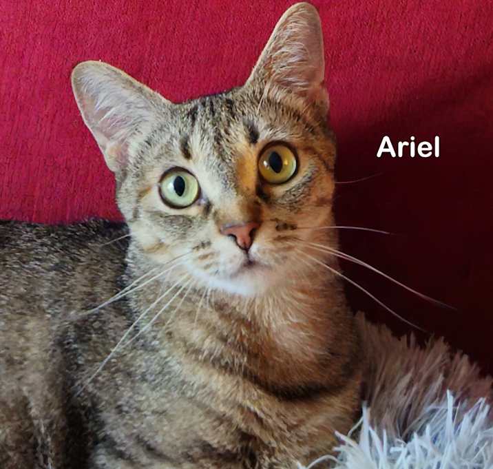 Photo of Ariel