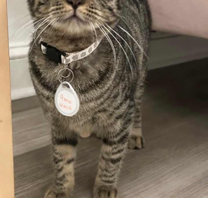 Photo of Reggano (Pounce Cat Cafe)