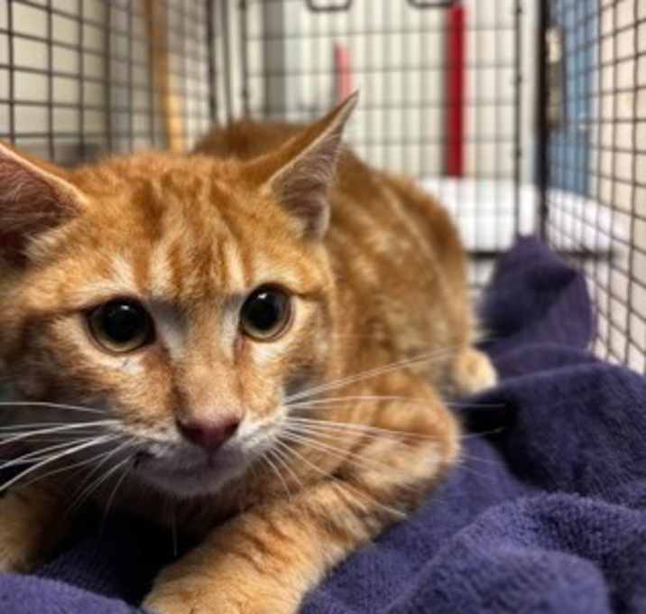 Photo of Sir Humphrey, Gentleman-in-Tra