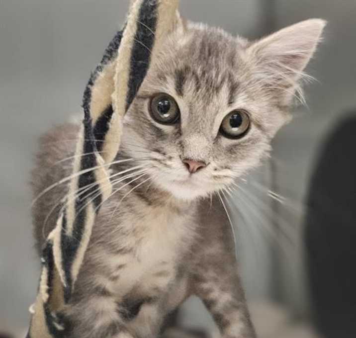 Photo of MICK FOLEY*