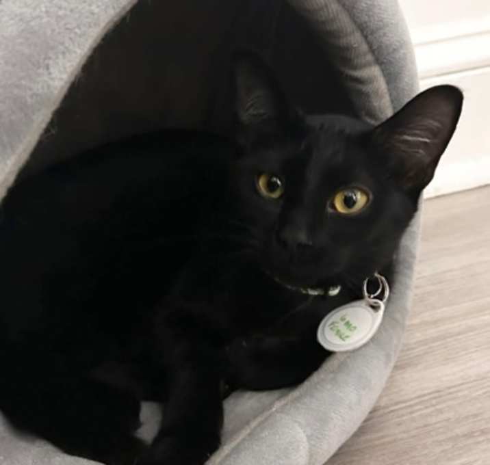 Photo of Cecile (Pounce Cat Cafe)