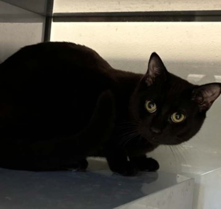 Photo of Quarterback