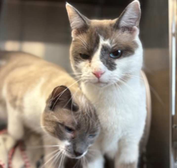 Photo of Pheobe *Bonded with Jasper*