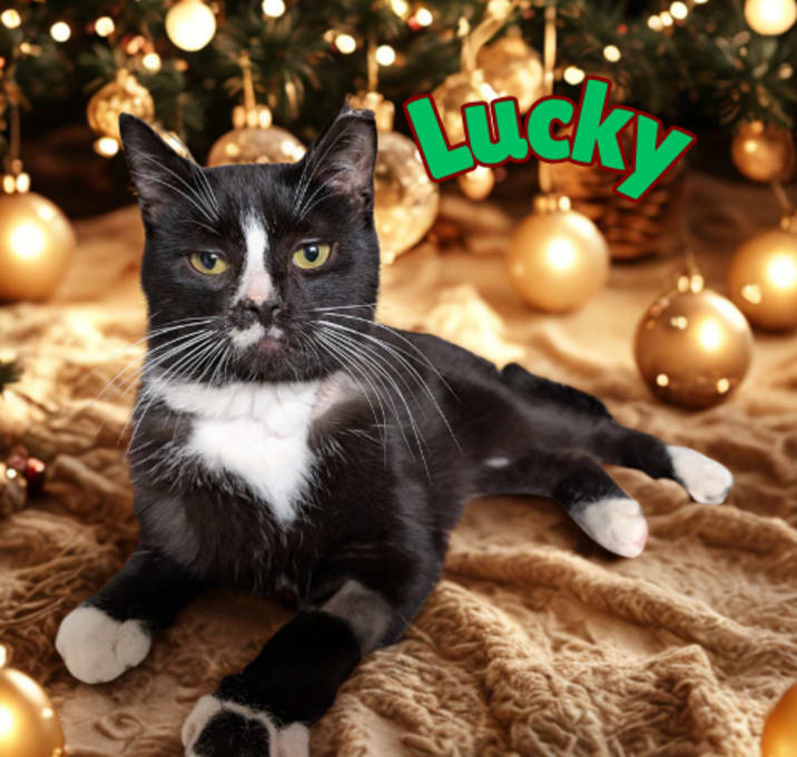 Photo of Lucky