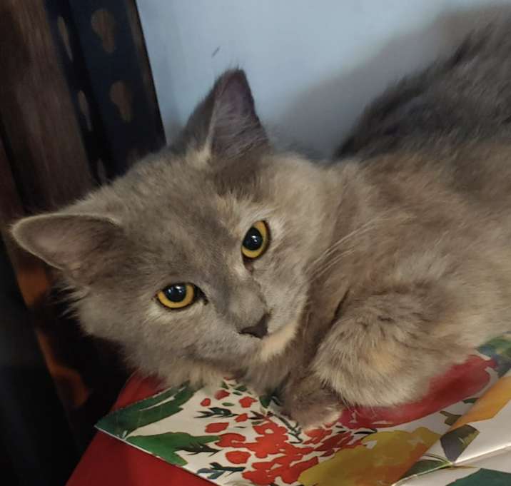 Photo of Jill Hamilton