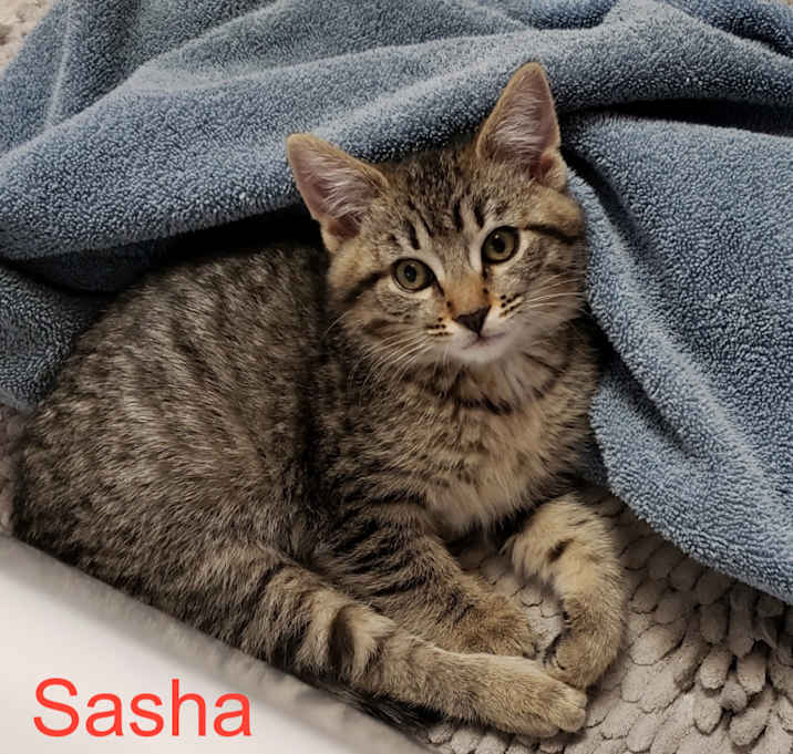 Photo of Sasha   