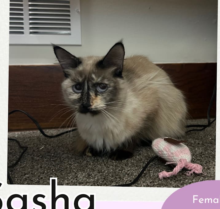 Photo of Sasha (Female 2)