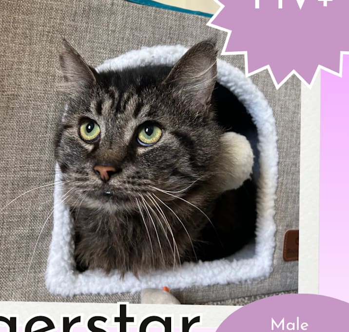 Photo of Tigerstar (Male 1)