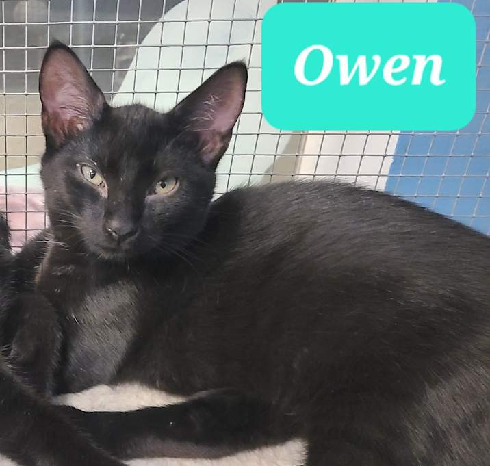 Photo of Owen