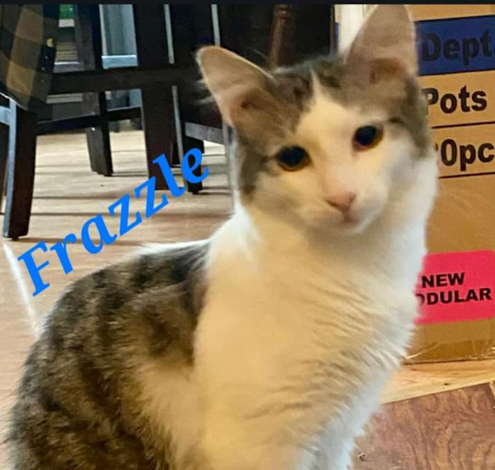 Photo of Frazzle