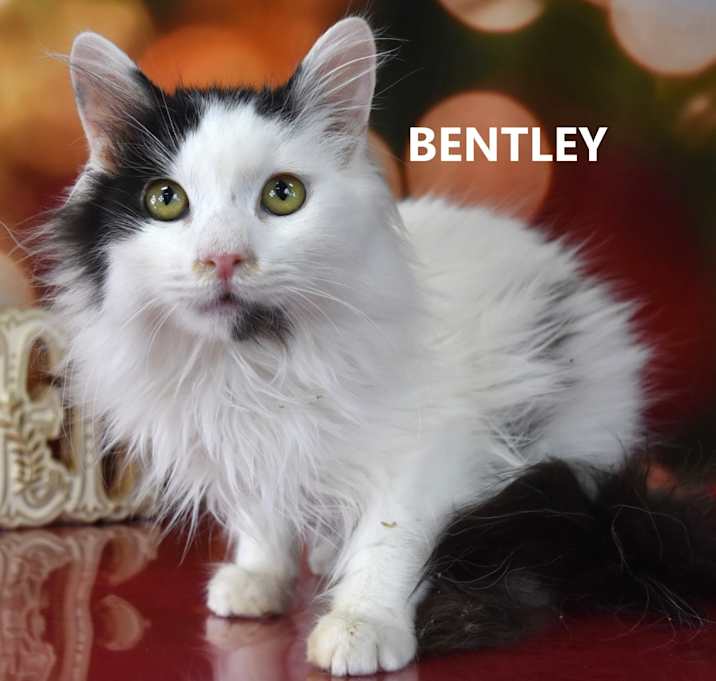 Photo of Bentley