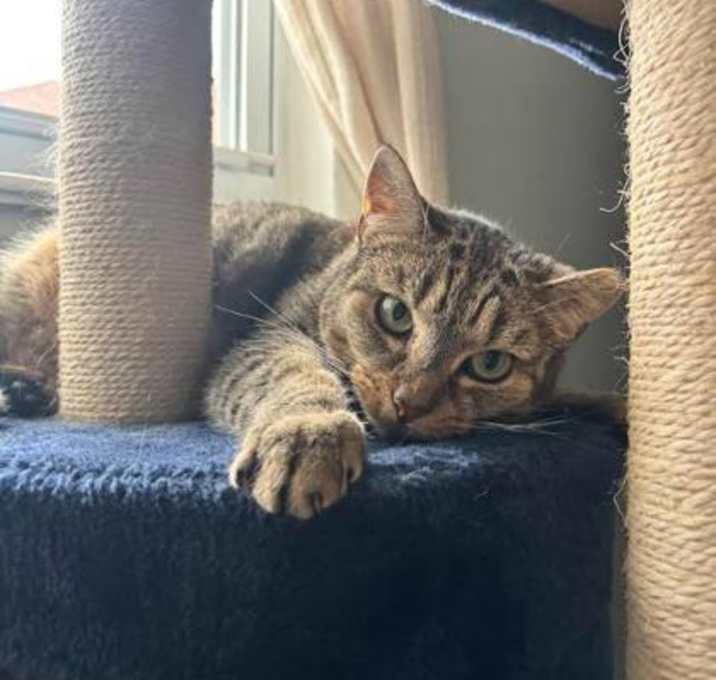 Photo of Jolly - Available in Foster