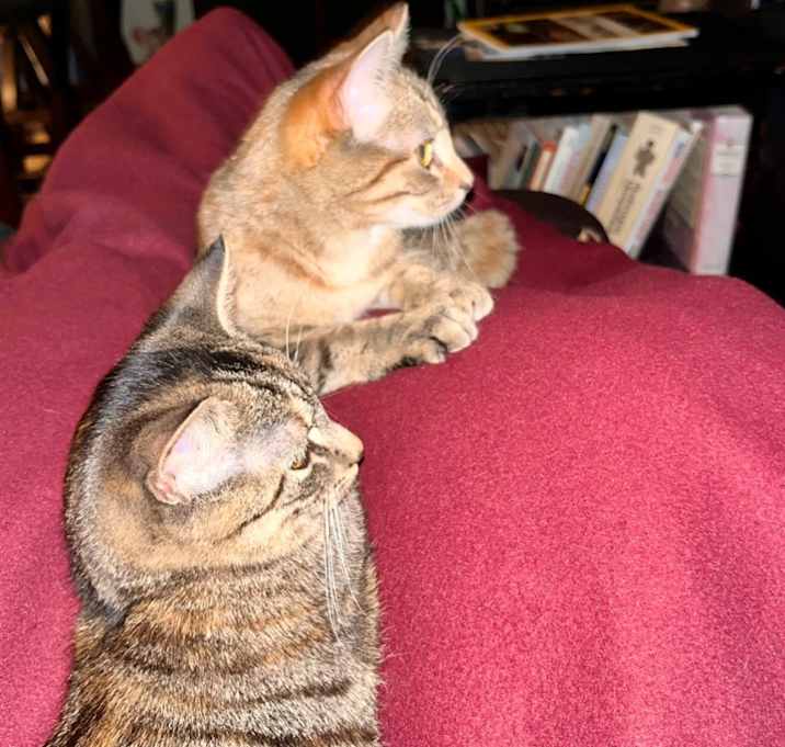 Photo of Felini and Houdini