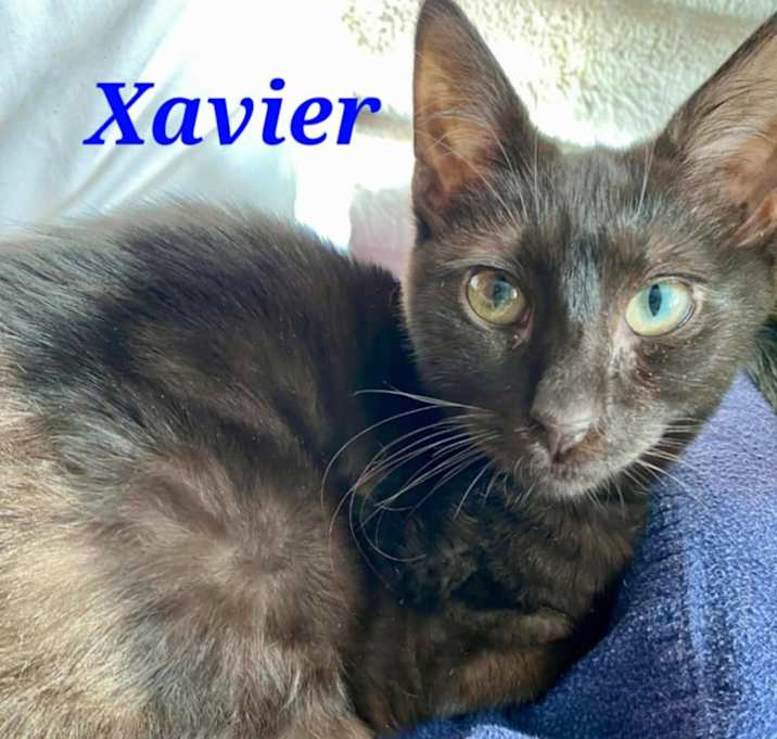 Photo of Xavier