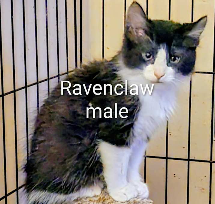 Photo of Ravenclaw