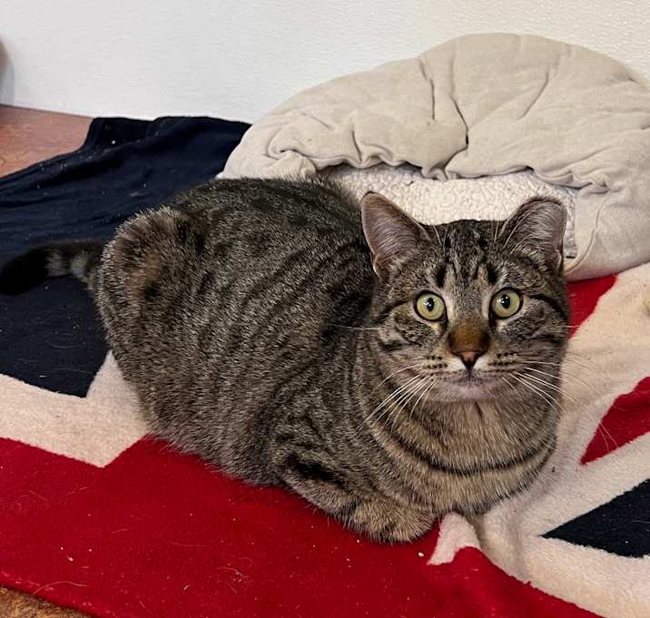 Photo of Peppermint Penny 