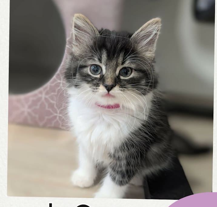 Photo of French Onion