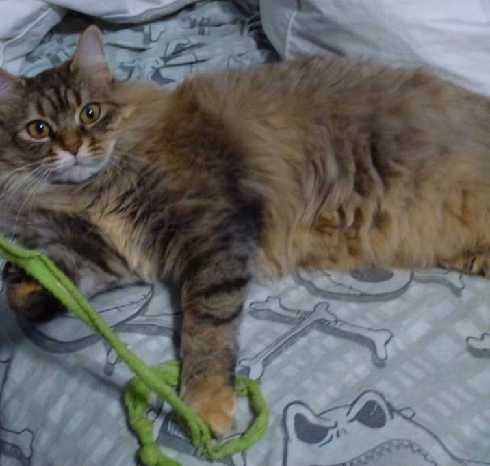 Photo of Whisper, Bella, Hunter