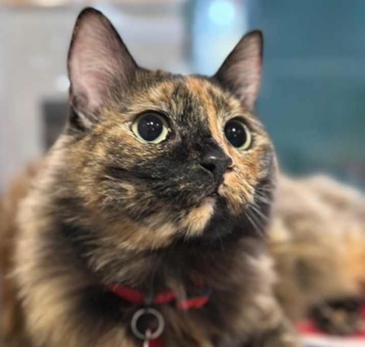 Photo of Cindy - AVAILABLE