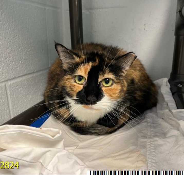 Photo of KITTY KITTY