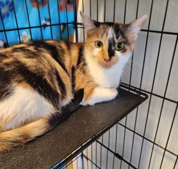 Photo of Poinsettia 1790-25