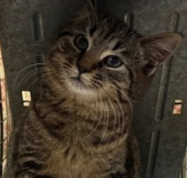 Photo of 1225-96 Rollo