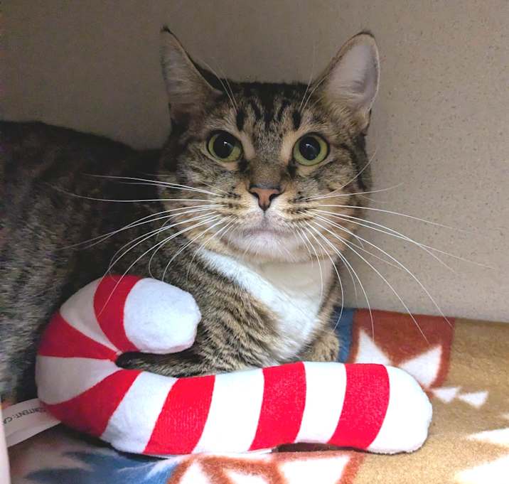 Photo of Sweetie Pie 