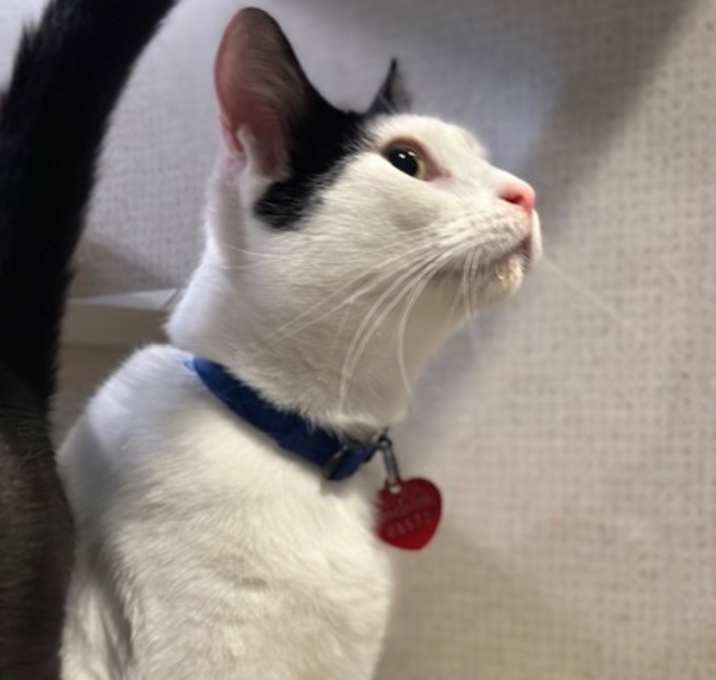 Photo of Frederick - BONDED TO ANNABELL