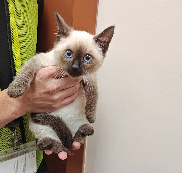 Photo of IEPA-Stray-18408